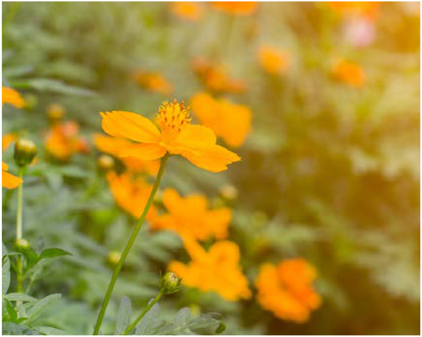 Flower Farm